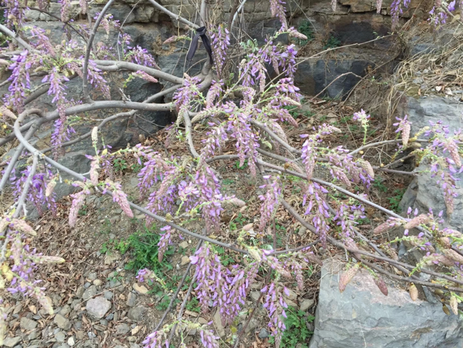 野生紫葛花纯天然绿色产品      