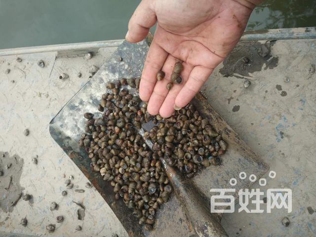 吸螺船田螺捕捞机田螺捕捞船吸螺机田螺螺蛳捕捞船真空