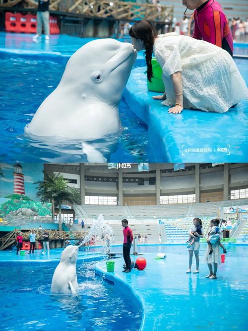 成都海昌极地海洋公园_海豚_旋转木马_呆萌_景点_电影_梦幻水母馆