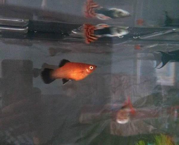 月光鱼生小鱼征兆