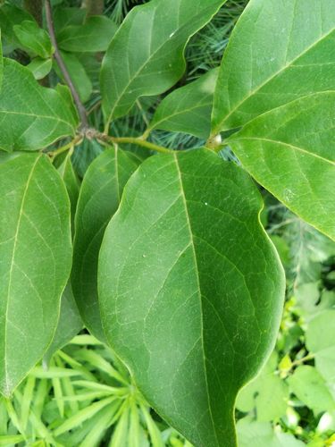 紫玉兰―木兰科―叶互生,倒卵形,叶端急尖或渐尖.