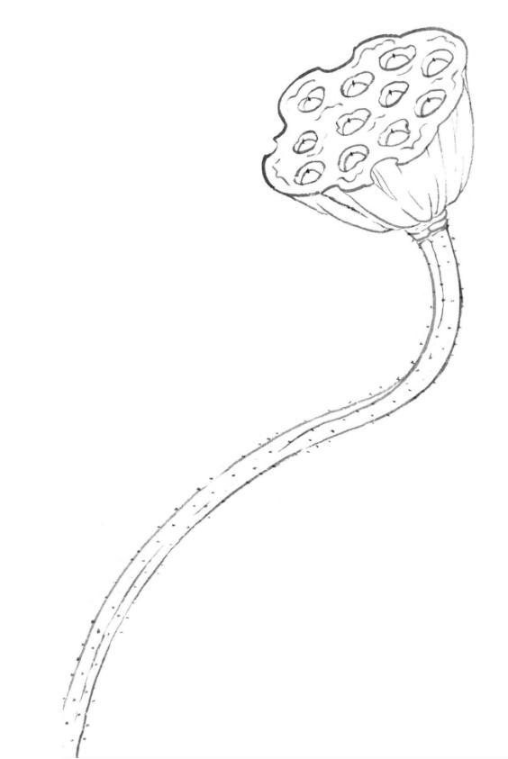 简单4步完成枯莲蓬的工笔画法及染色技法