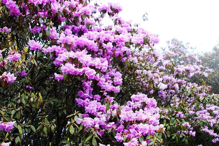 美丽的杜鹃花开的红火,开的灿烂.美女在悬崖边拍摄云海,胆大.