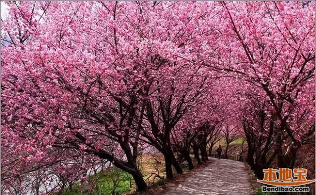 台湾看樱花的地方盘点(种类 花期 交通)