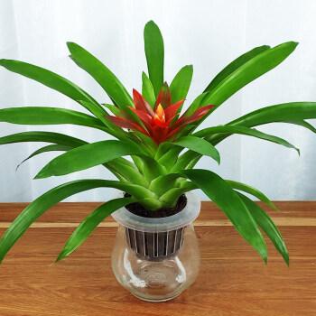 家里养的花植物好活易养水塔花盆栽室内家里花卉客厅红运当头鸿运当头