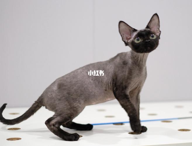 德文卷毛猫/黑牙仔_德文卷毛猫_宠物_猫