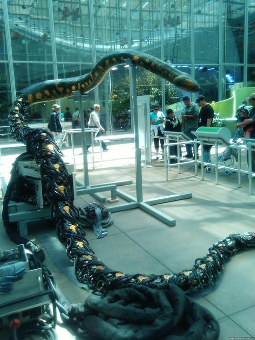 california academy of sciences的机器蛇.