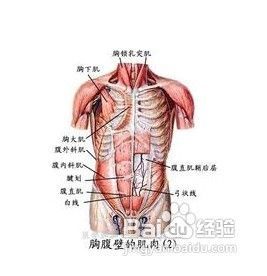 一个月八块腹肌轻松练出来