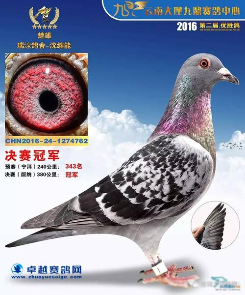云南大理九鼎赛鸽中心(秋棚)决赛冠军