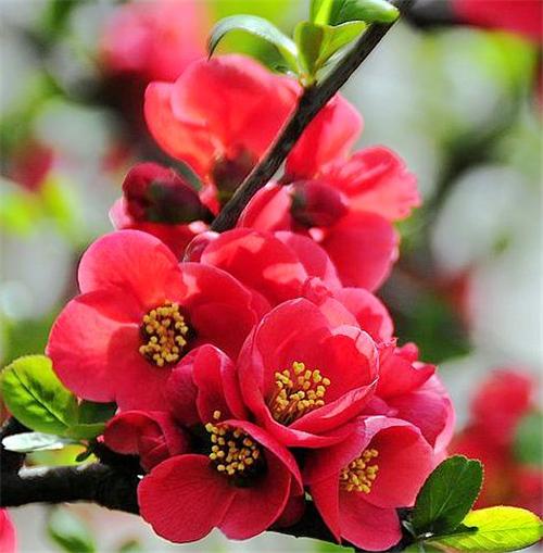 别名:皱皮木瓜,贴梗木瓜,铁脚梨,铁角海棠