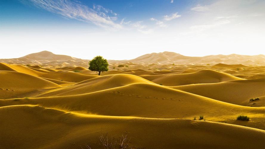 an unlikely tree stands amid the seemingly endless dunes of the