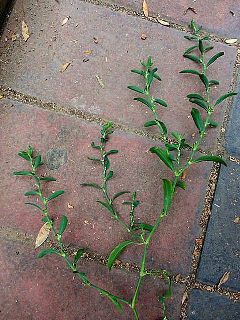 [转载]扁蓄植物景观随拍