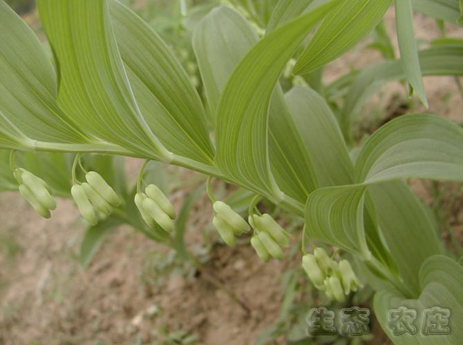 玉竹为百合科多年生草本植物玉竹(葳蕤)的根茎,因其草木之叶下垂,像