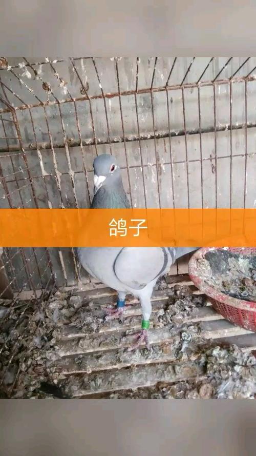 自己的鸽子,自己制作图片影集