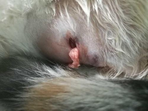 流浪猫怀孕现在刚生下小猫肚子烂了个大洞!