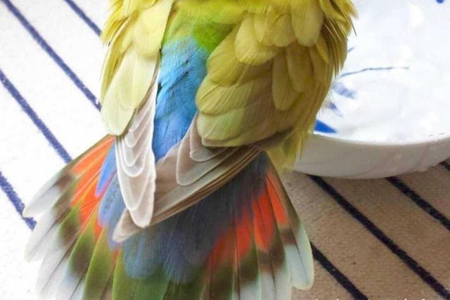 面类牡丹鹦鹉的所有品种,附图对比,看完不再迷茫