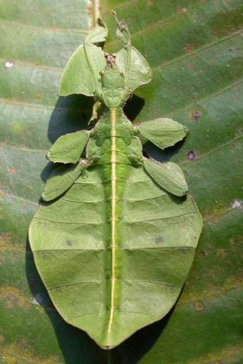 螳螂目·叶背螳科:枯叶螳螂