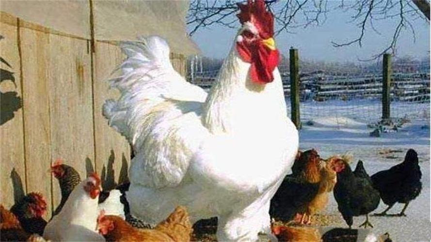 动物界最大的鸡:重16斤,高达1.2米!一年能产150个蛋!