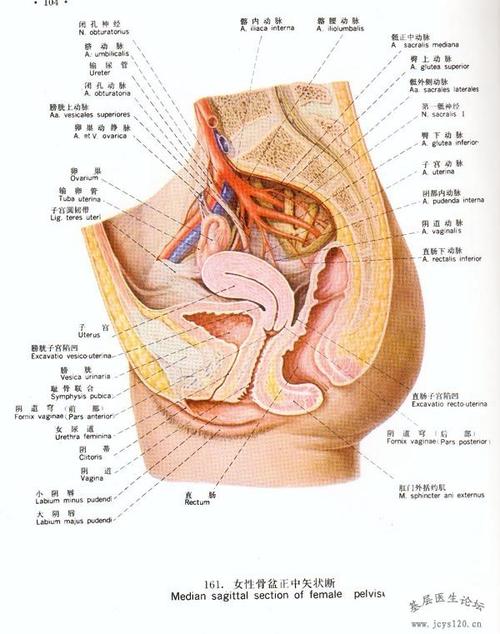 女性骨盆正中矢状断 妇科讨论版 基层医生论坛