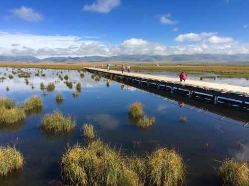 陕甘川行之六——若尔盖花湖湿地公园