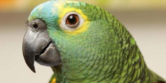 现在动物的聪明简直惊呆了人们,这只巴西鹦鹉目前在各大网络媒体平台