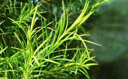 新鲜澳洲茶树纯露250ml控油改善粉刺痘痘饱和纯露