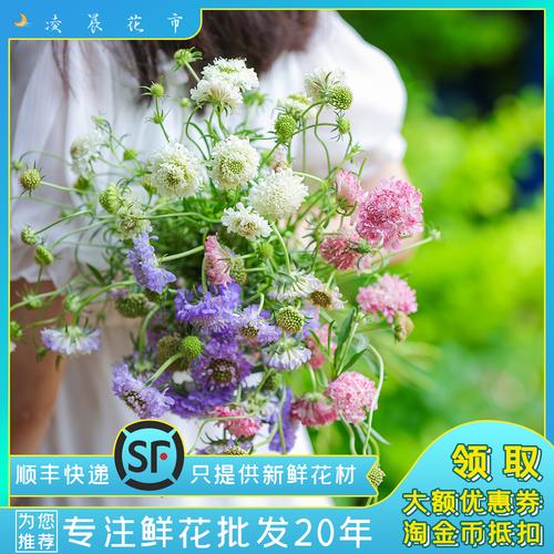 高品质松虫草蓝盆花鲜花气质线条型点缀高端花顺丰包邮北京可闪送凌晨