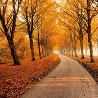 关于秋天风景的头像图片