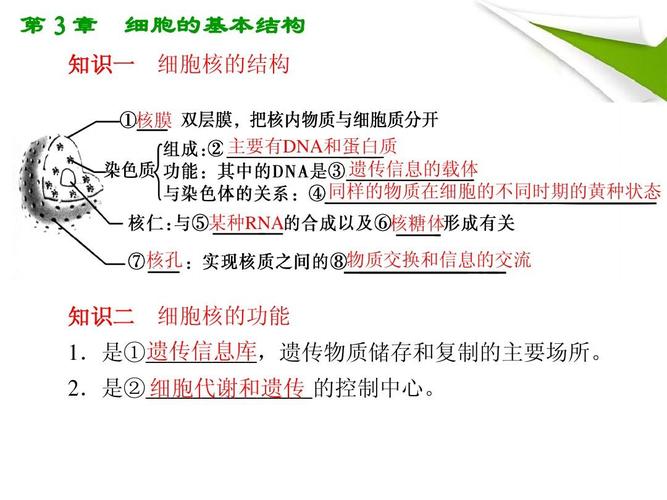 某种rna 核孔 核糖体 物质交换和信息的交流 知识二 细胞核的功能
