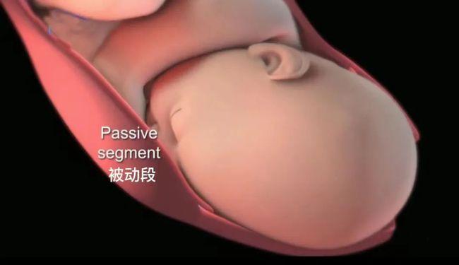 顺产"生娃"是怎么生的?一组3d模拟图带你看懂全过程,母爱真伟大