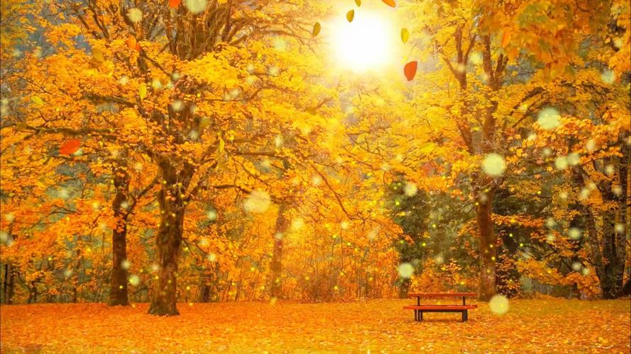 s006秋叶飘落树叶金秋天枫叶唯美背景