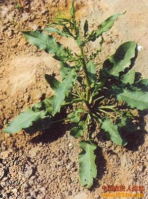 齿果酸模,又名土大黄,牛舍棵子,齿果羊蹄,野甜菜,蓼科