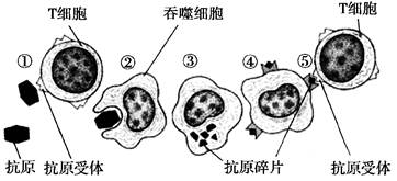 20162017学年黑龙江哈尔滨六中高二理上期中考生物a卷