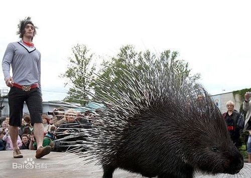 昆明豪猪,昆明豪猪养殖