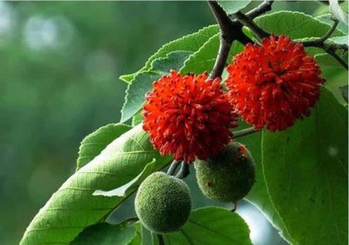 长着几颗枸树,今天路过一看,又结了不少老家俗称枸桃的圆果子