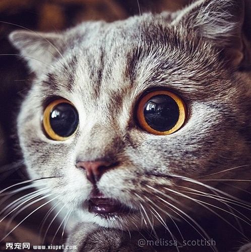 "喜欢"吐舌头的苏格兰折耳猫(2)