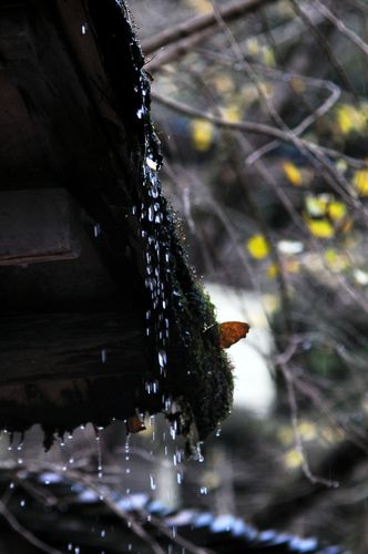银杏叶冷雨的相伴下完尽一秋的等待,在斜斜的风雨中飘离.