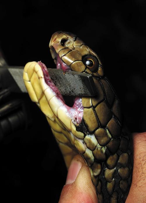 眼镜王蛇的毒牙特写