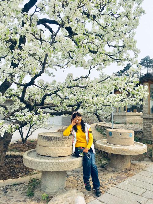 北镇梨花大道赏梨花,美拍