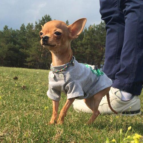 小型吉娃娃图片 纯种吉娃娃图片大全