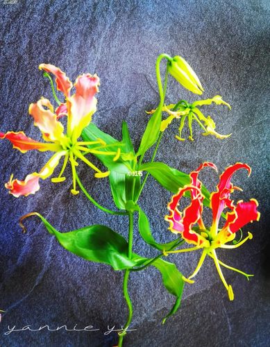 嘉兰百合_百合_鲜花_鲜花分享_家居家装_家居装饰_花艺