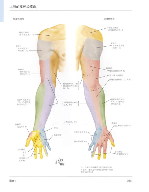 奈特人体解剖图谱-上肢