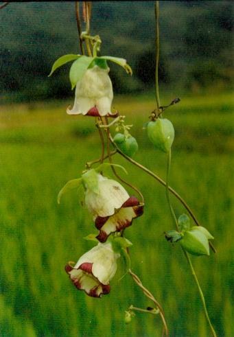 羊乳,羊乳的功效与作用_中药羊乳_羊乳是什么_羊乳的