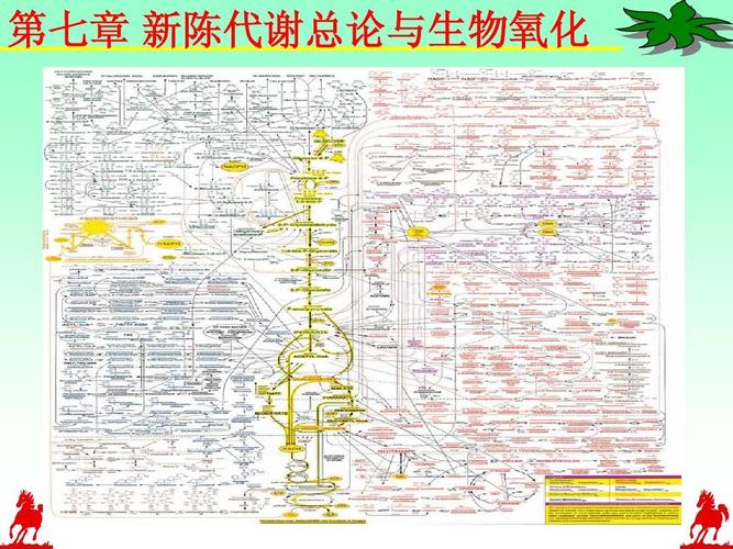 第七章 新陈代谢总论与生物氧化