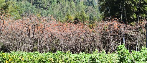 从化桂峰村柿子
