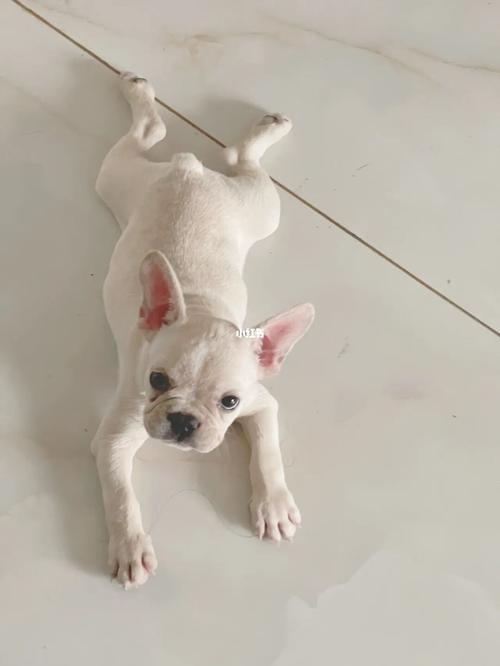 法斗立耳_法斗_法斗日常_宠物_狗_晒狗