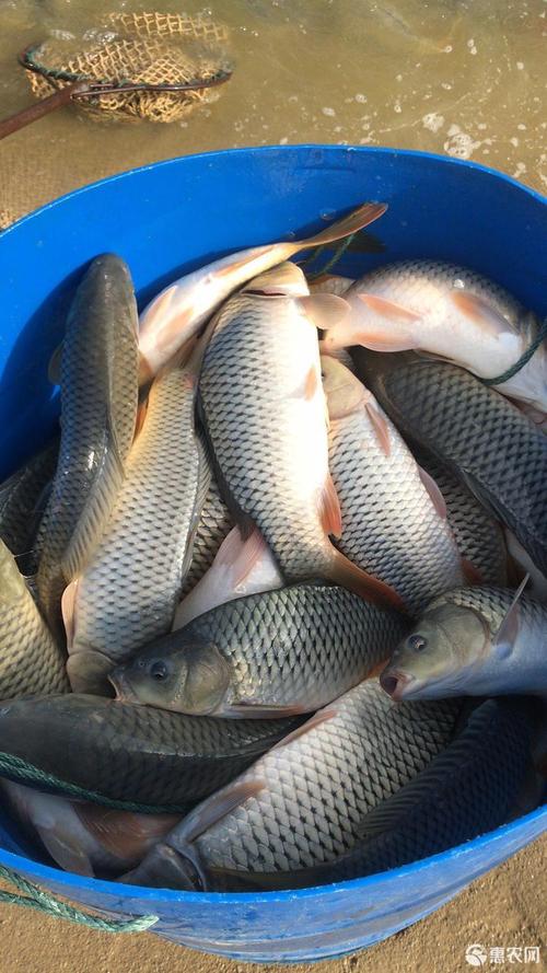 池塘鲤鱼 本地红尾鲤鱼