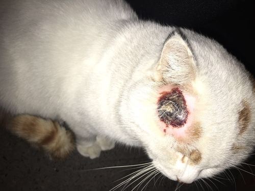 求助! 猫咪突然头上掉了一大块毛 中间还有血痂 不知道是什么情况 急