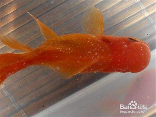 如何治疗观赏鱼身上的白点病