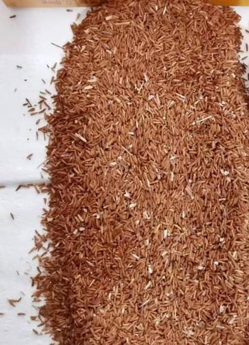 罗布麻种子供应,野生罗布麻种子出售